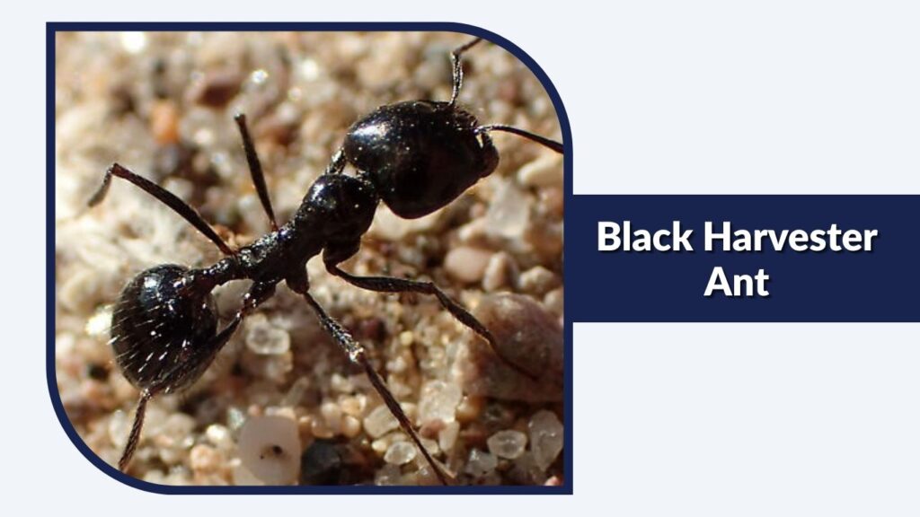 Black Harvester Ant