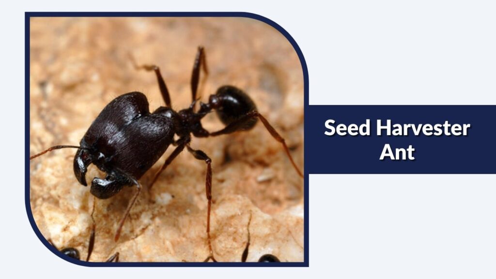 Seed Harvester Ant