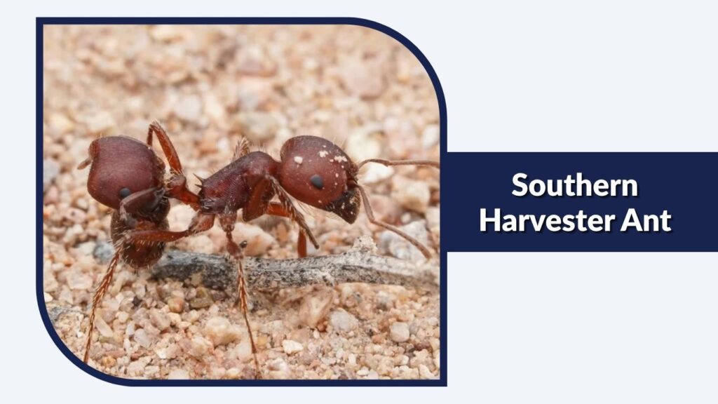 Southern Harvester Ant