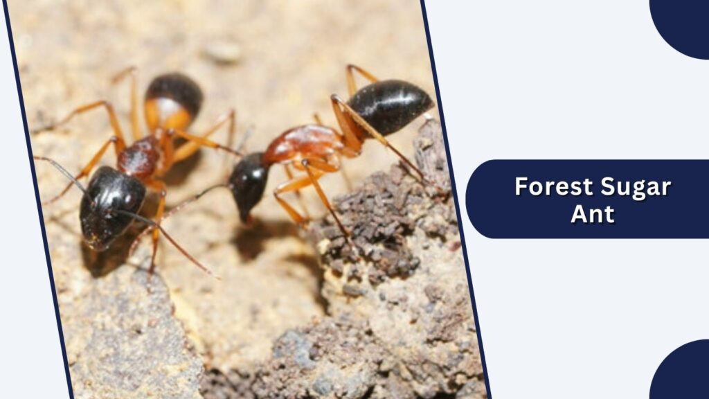 Forest Sugar Ant