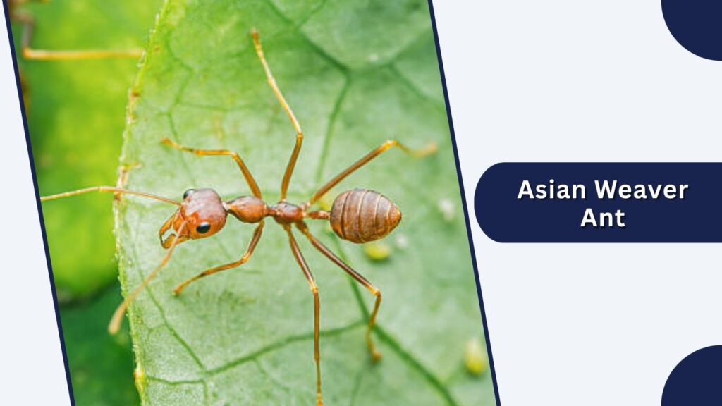 Asian Weaver Ant