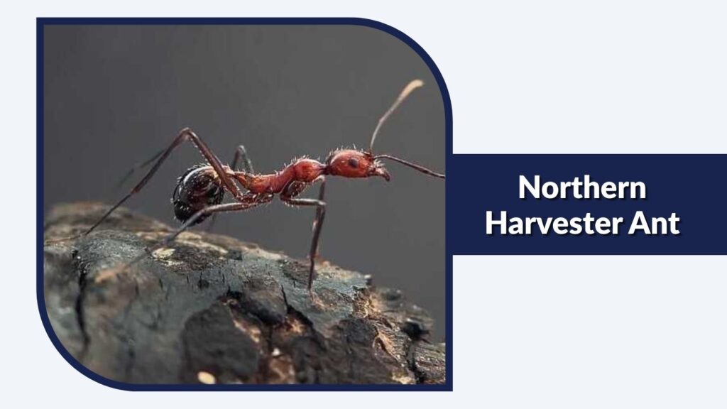 Northern Harvester Ant