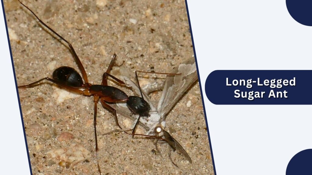 Long-Legged Sugar Ant