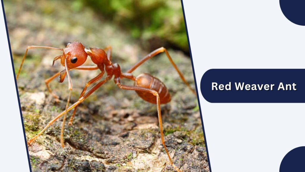 Red Weaver Ant