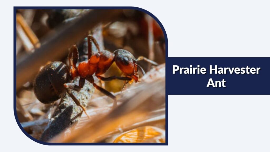 Prairie Harvester Ant