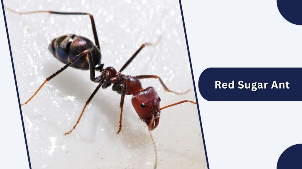 Red Sugar Ant