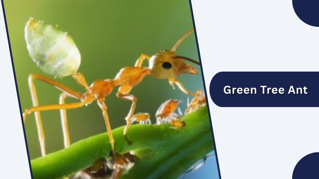 Green Tree Ant
