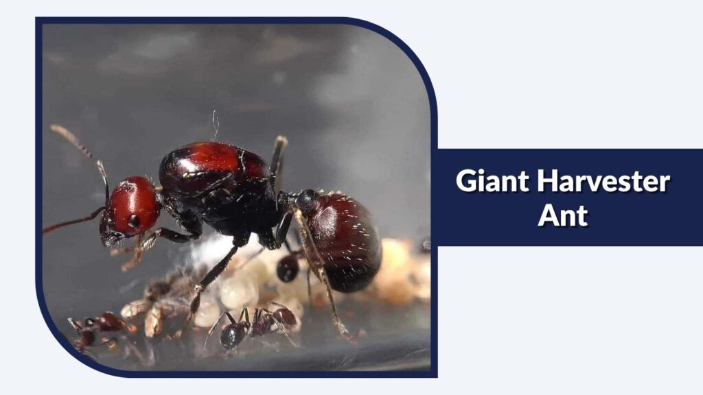 Giant Harvester Ant