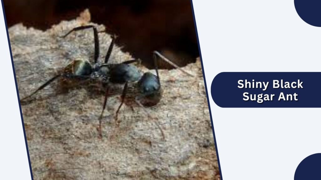 Shiny Black Sugar Ant