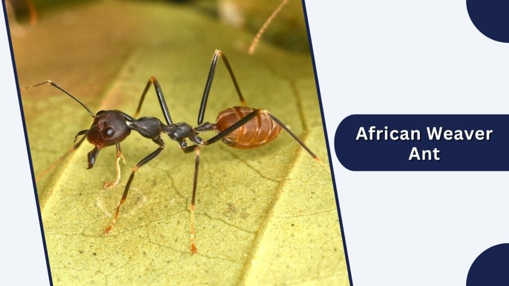 African Weaver Ant