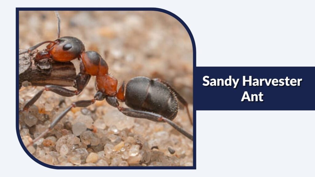 Sandy Harvester Ant