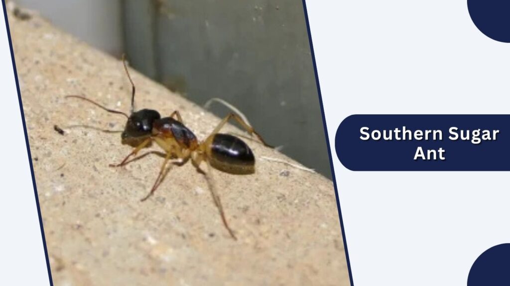 Southern Sugar Ant