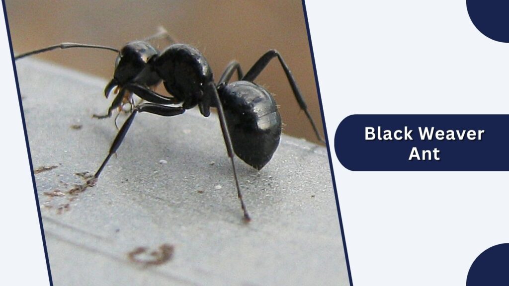 Black Weaver Ant
