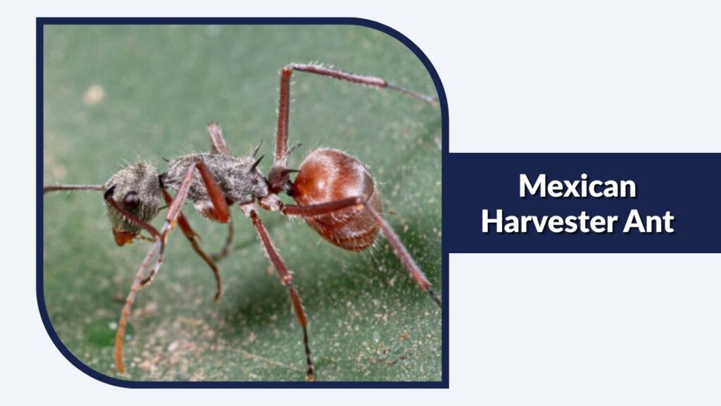 Mexican Harvester Ant