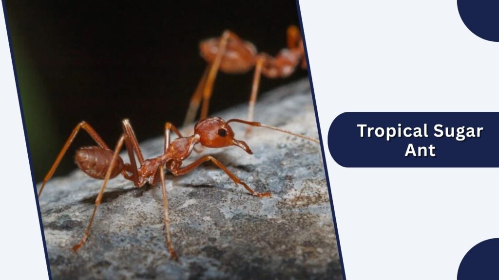 Tropical Sugar Ant