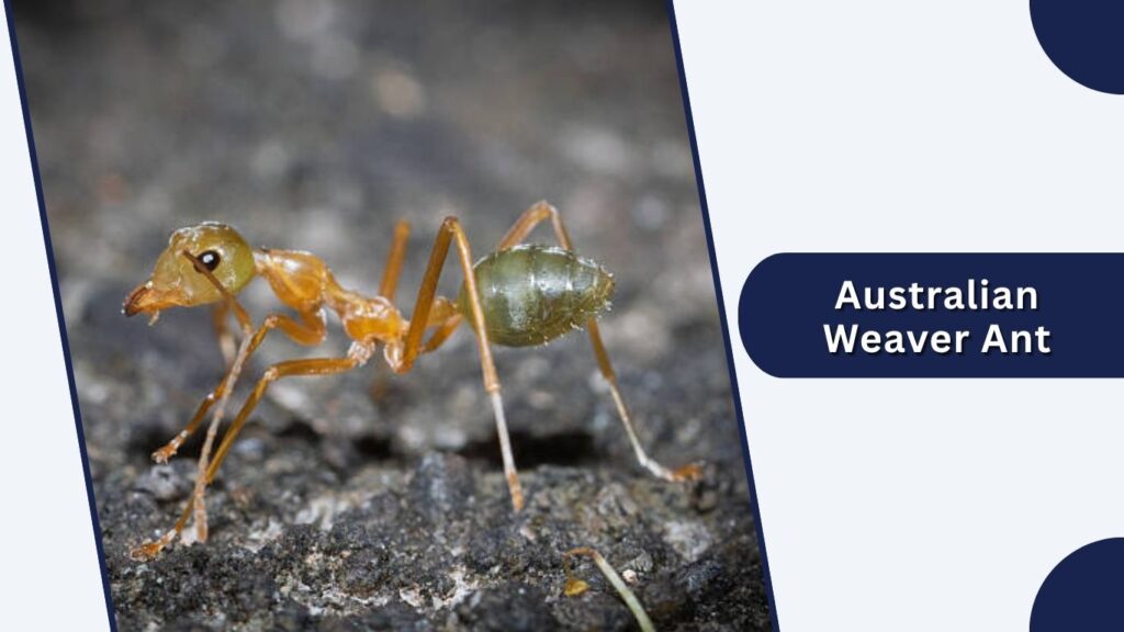 Australian Weaver Ant