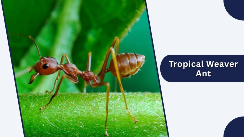 Tropical Weaver Ant