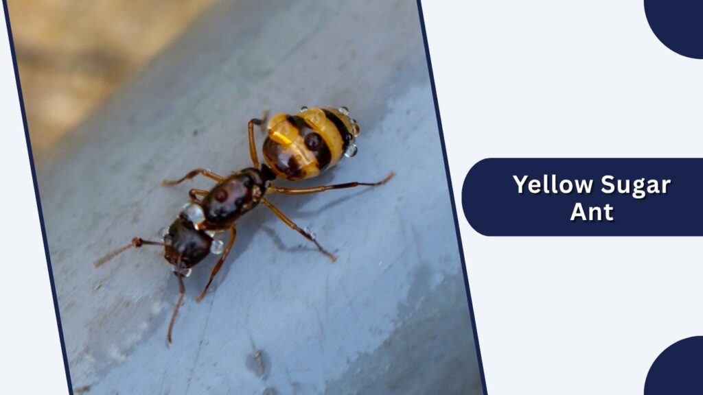 Yellow Sugar Ant