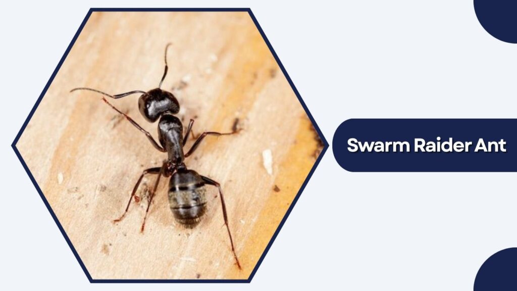 Swarm Raider Ant