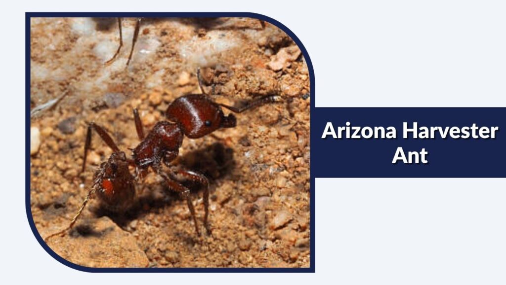Arizona Harvester Ant