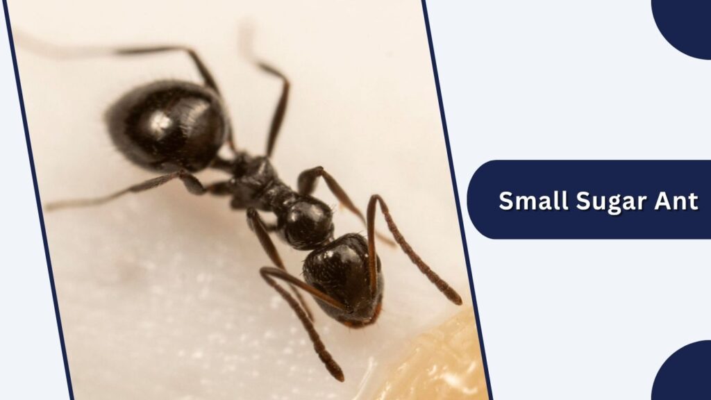 Small Sugar Ant