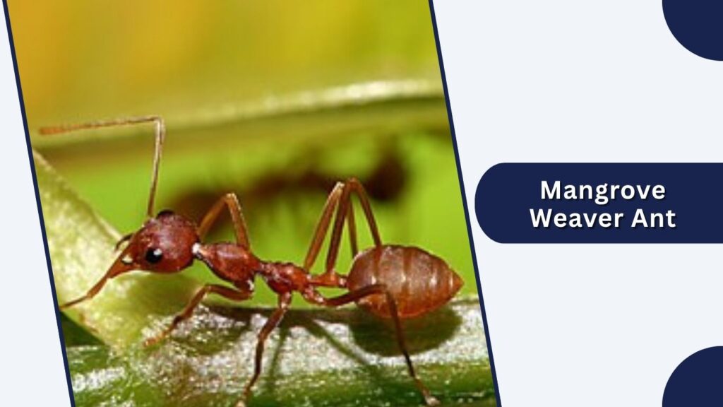 Mangrove Weaver Ant