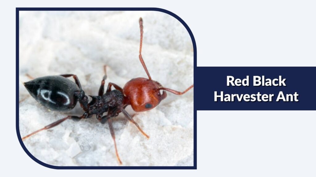 Red Black Harvester Ant