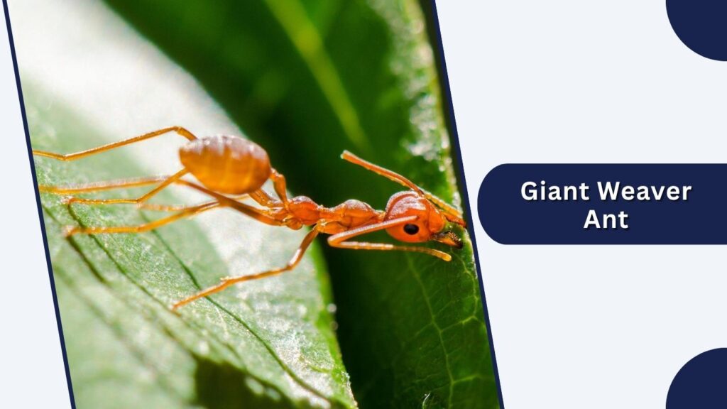 Giant Weaver Ant