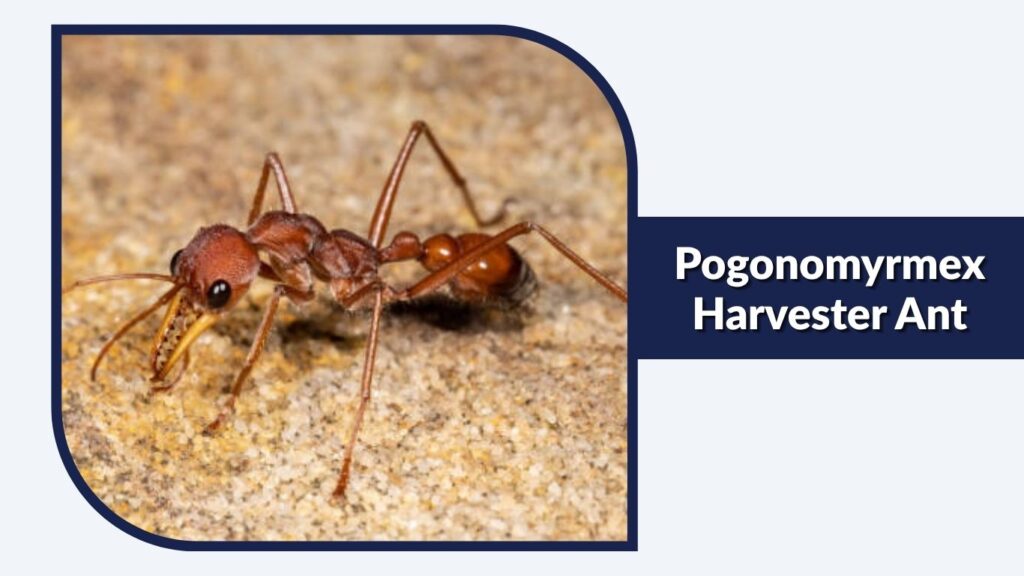 Pogonomyrmex Harvester Ant