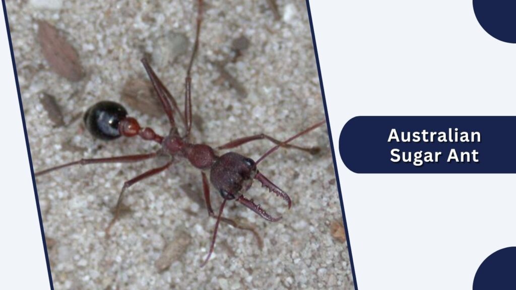 Australian Sugar Ant