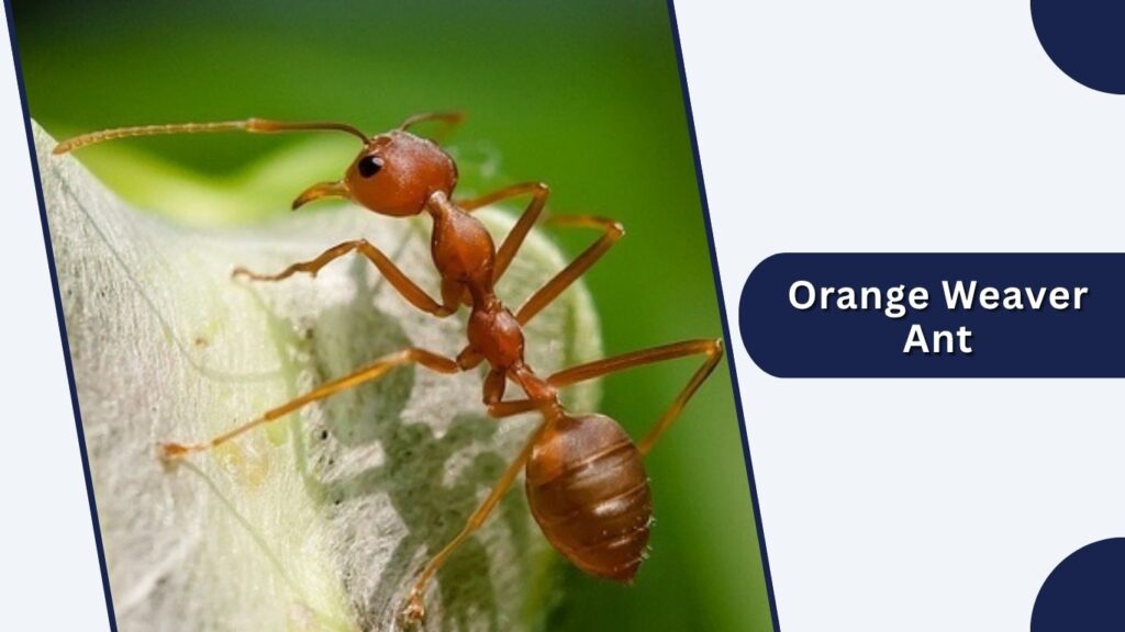 Orange Weaver Ant