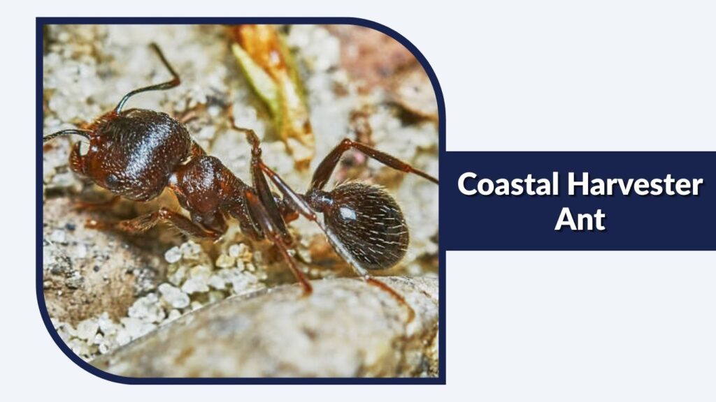 Coastal Harvester Ant