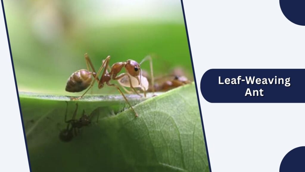 Leaf-Weaving Ant