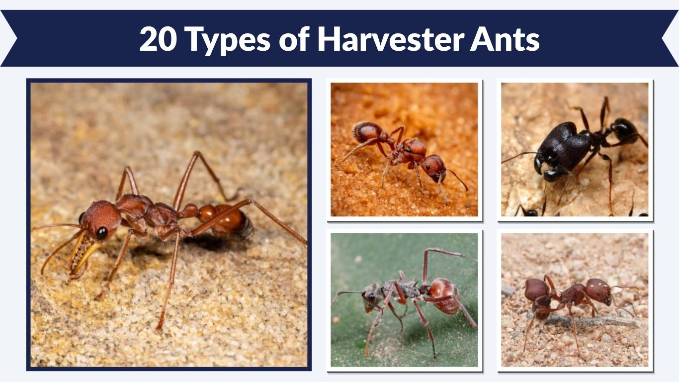 20 Types of Harvester Ants: Identification, Pictures & Facts