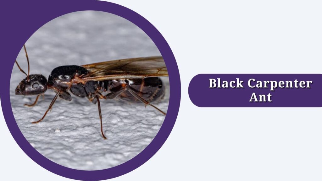Black Carpenter Ant