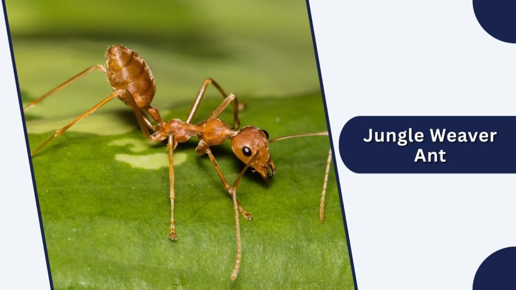 Jungle Weaver Ant