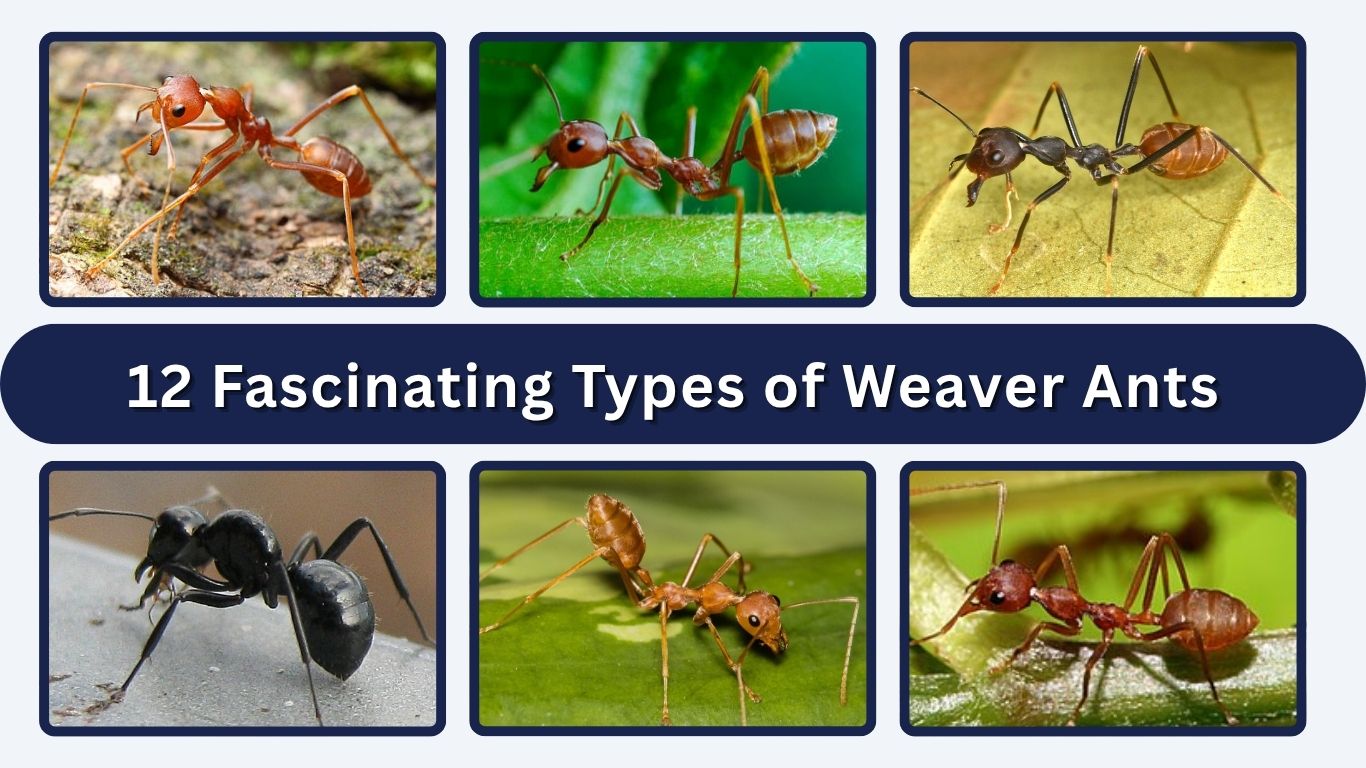 12 Fascinating Types of Weaver Ants: Identification & Pictures