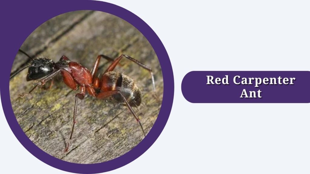 Red Carpenter Ant