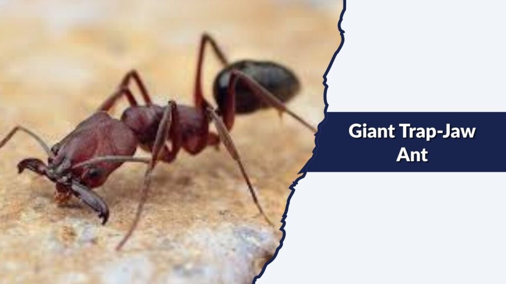 Giant Trap-Jaw Ant