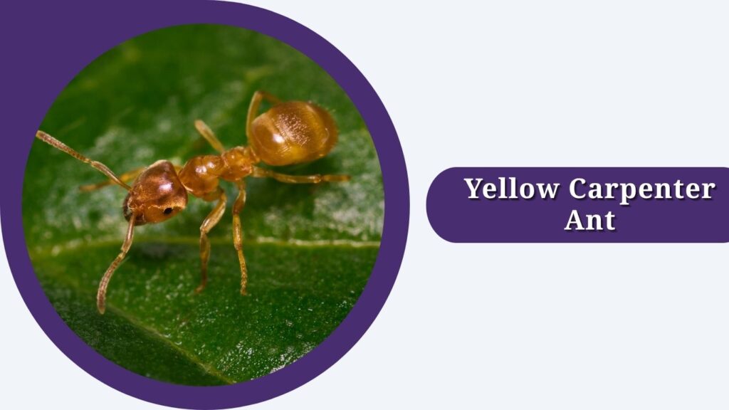 Yellow Carpenter Ant