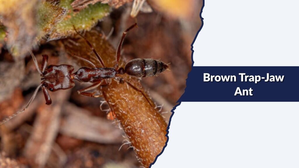 Brown Trap-Jaw Ant