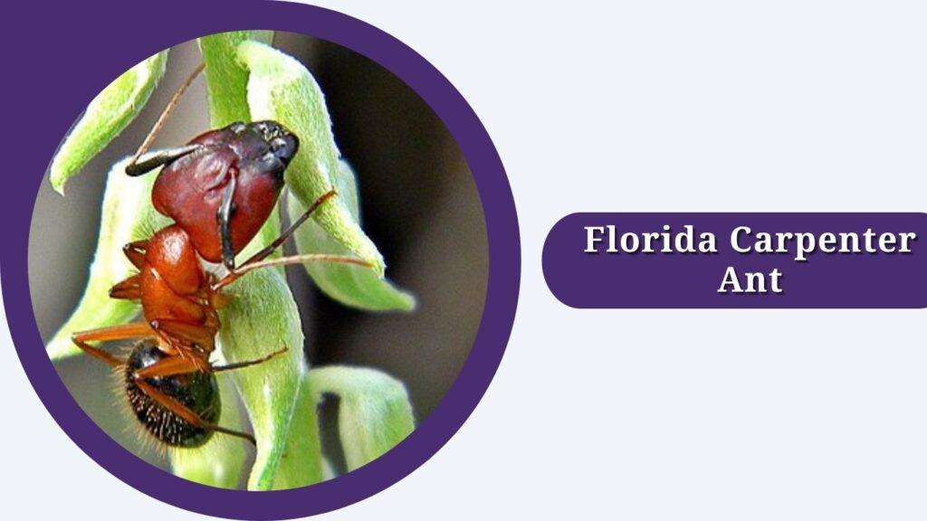 Florida Carpenter Ant