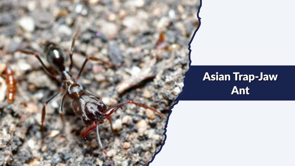 Asian Trap-Jaw Ant