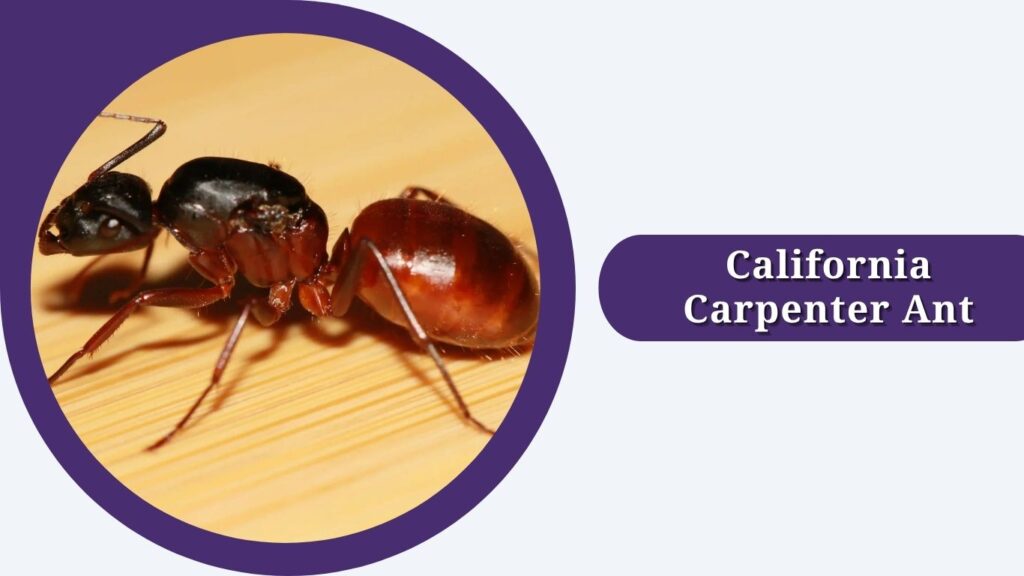 California Carpenter Ant