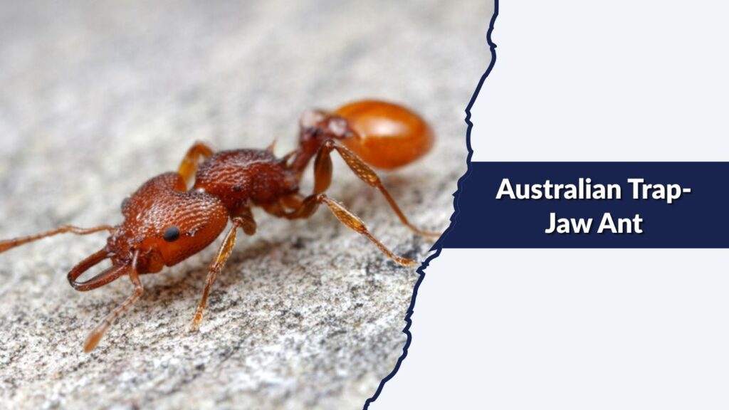 Australian Trap-Jaw Ant