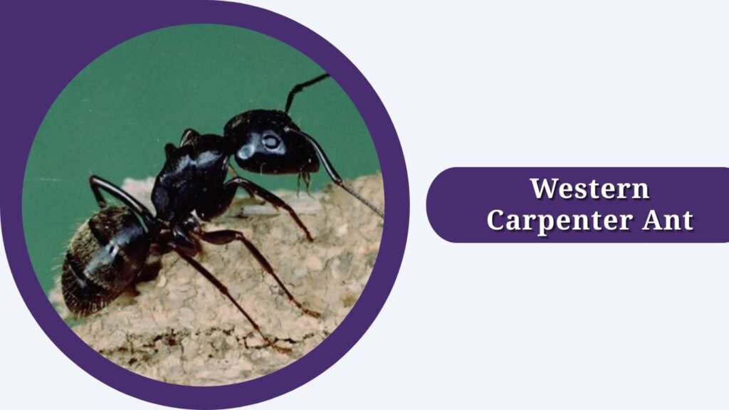 Western Carpenter Ant