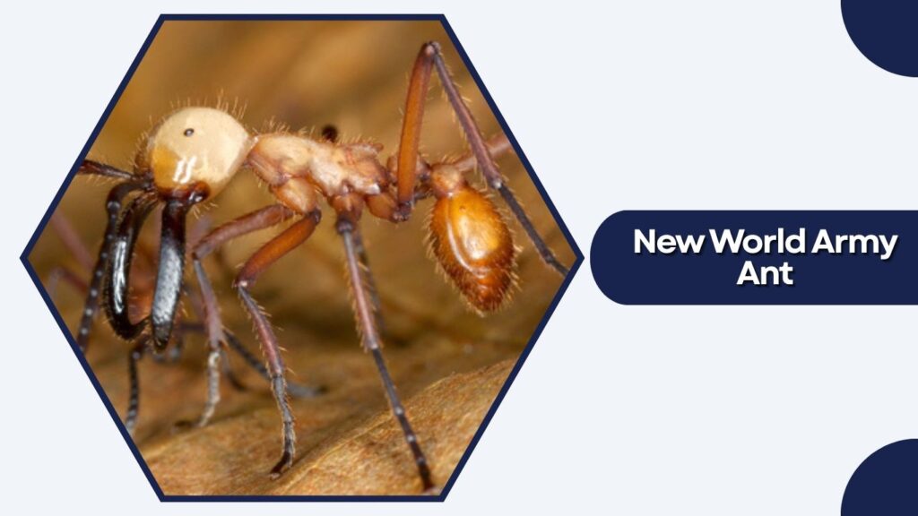New World Army Ant