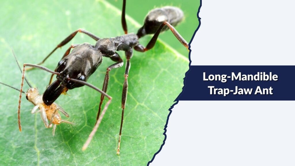 Long-Mandible Trap-Jaw Ant
