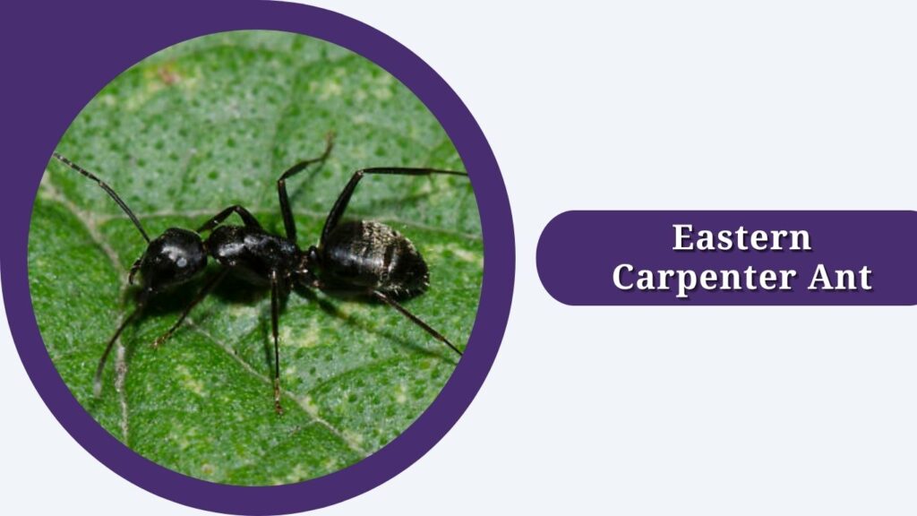 Eastern Carpenter Ant