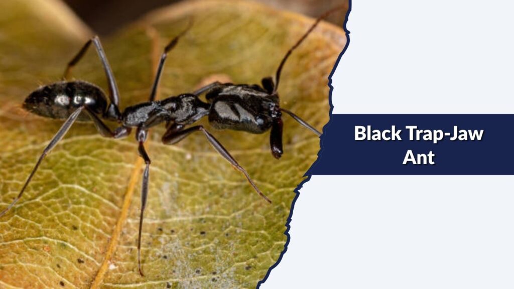 Black Trap-Jaw Ant
